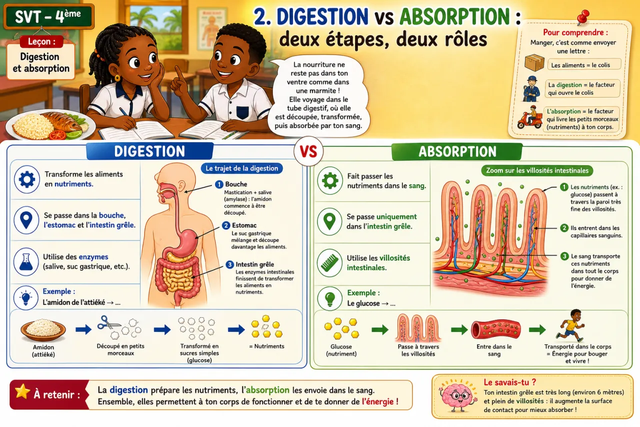 Digestion et absorption — illustration