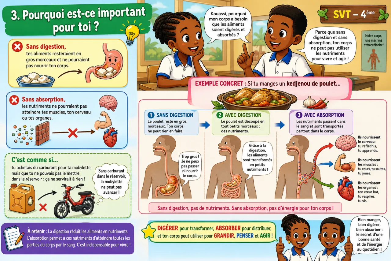 Digestion et absorption — illustration