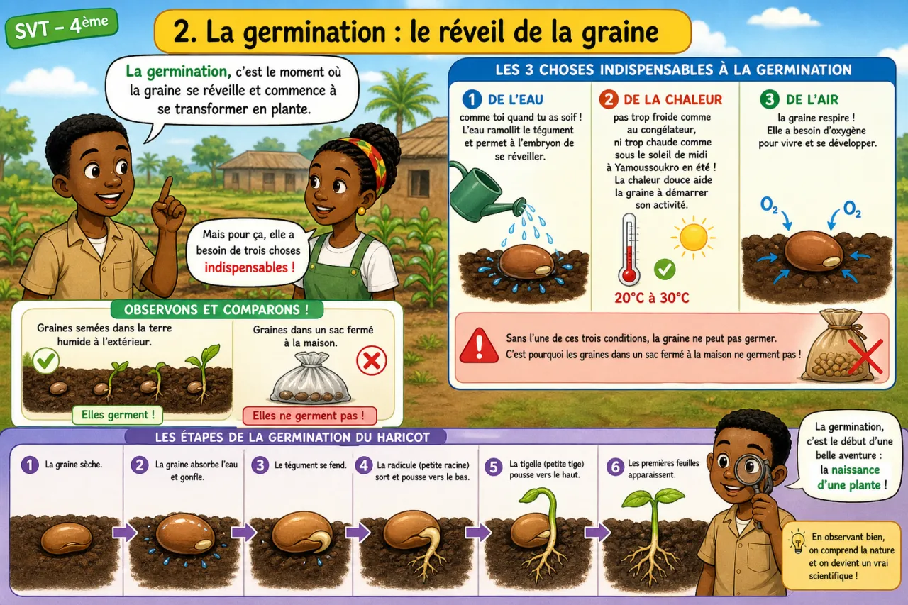 Germination et croissance — illustration