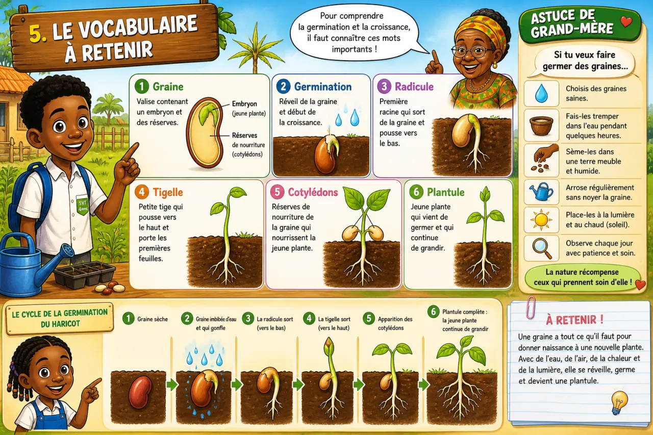 Germination et croissance — illustration